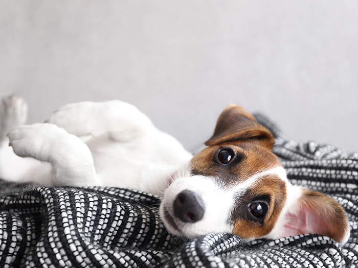 あなたのそばに、頼れる獣医。